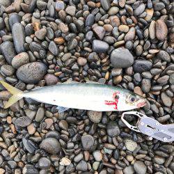 アジだっ！ダディだ！