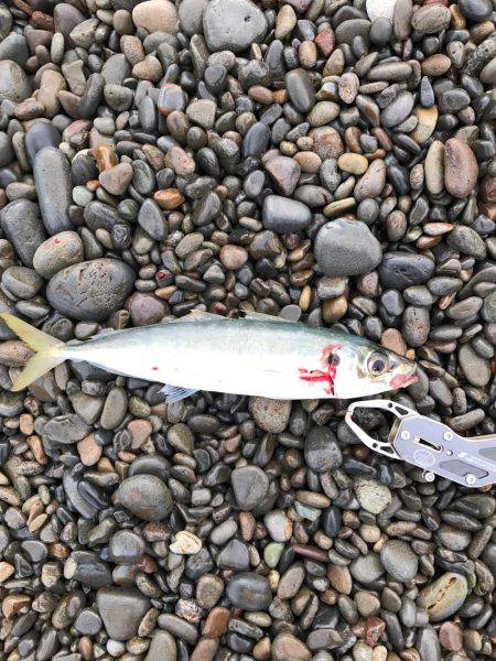 アジだっ！ダディだ！