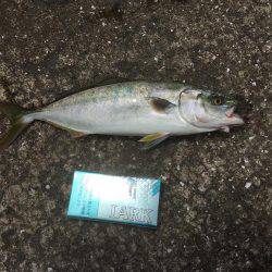 そろそろタチウオかな