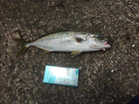 そろそろタチウオかな