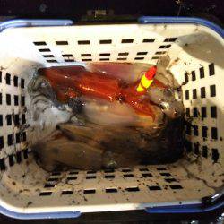 和歌山イカメタル開幕!