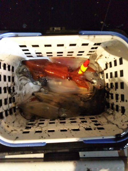 和歌山イカメタル開幕!