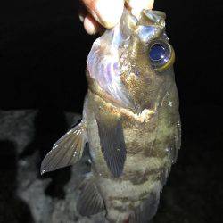 ライトゲームでカサゴ入れ食い！