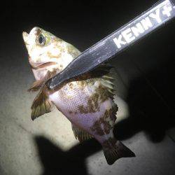 釣りがしたかっただけ♪