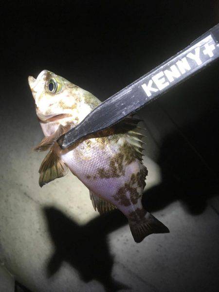 釣りがしたかっただけ♪