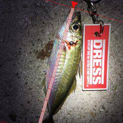 またまた、アジ狙い