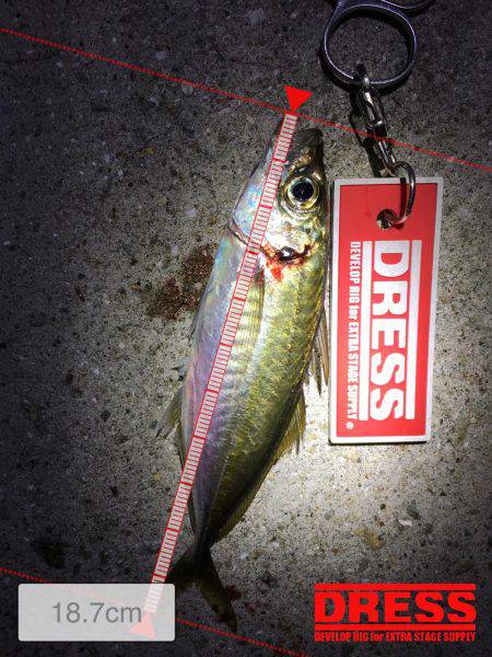 またまた、アジ狙い