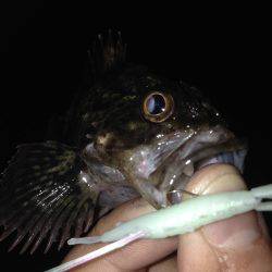 垂水漁港でガシリング！！