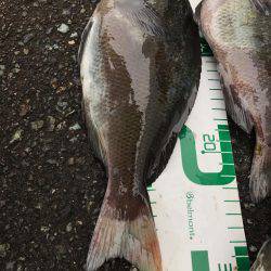 福井 越前海岸 某地磯 フカセ夜釣りグレ!