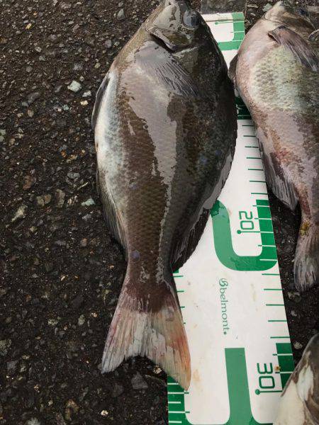 福井 越前海岸 某地磯 フカセ夜釣りグレ!