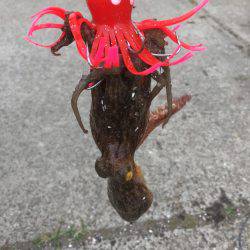 オクトパッシング