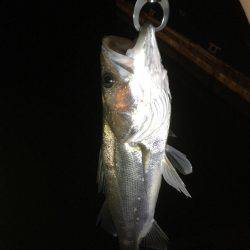 ショアジギングから泳がせ釣り