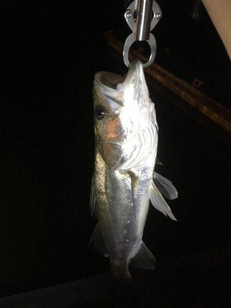 ショアジギングから泳がせ釣り