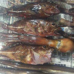 ガシラ大量&明石タコ