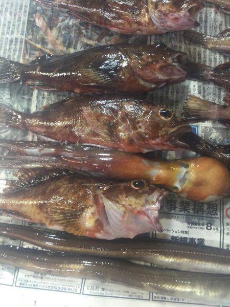 ガシラ大量&明石タコ