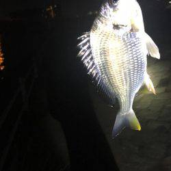 あたりは4、5回あるも小さめでした。