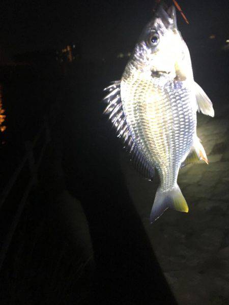 あたりは4、5回あるも小さめでした。