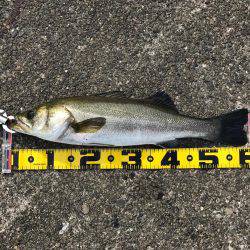 宇部波止でエビ撒き！