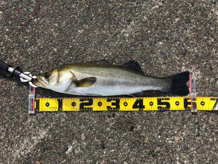 宇部波止でエビ撒き！