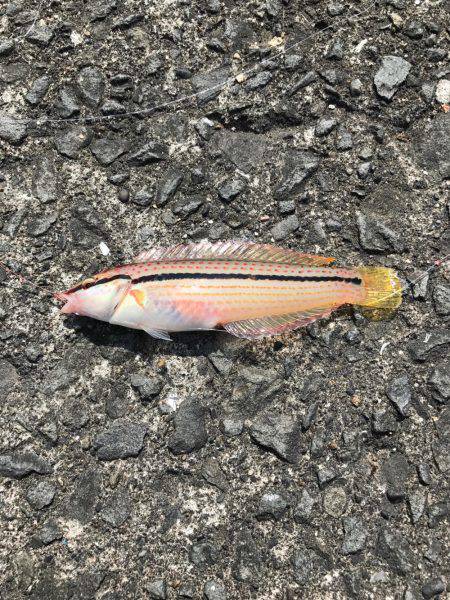 ショアジギ不発