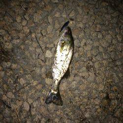 学校終わってからランガン