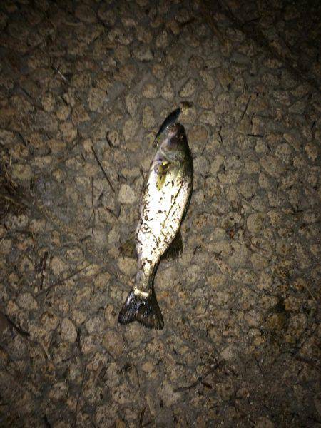 学校終わってからランガン