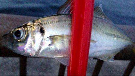 出勤前アジング