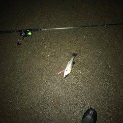 夜満潮からの下げの霞にて