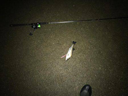 夜満潮からの下げの霞にて