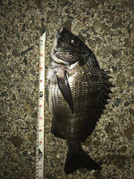 久しぶりのハネ