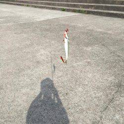 ツバスをつりたかったが。。。