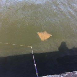 オクトパッシング