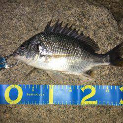 淀川キビレゲーム マイクロベイトパターン