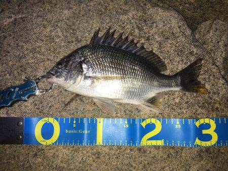 淀川キビレゲーム マイクロベイトパターン