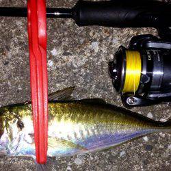 アカエイ時々アジ