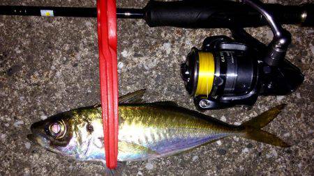 アカエイ時々アジ