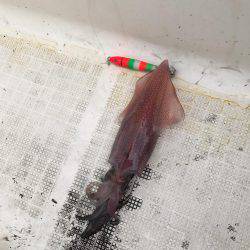 マイボートで昼間のイカメタルゲーム