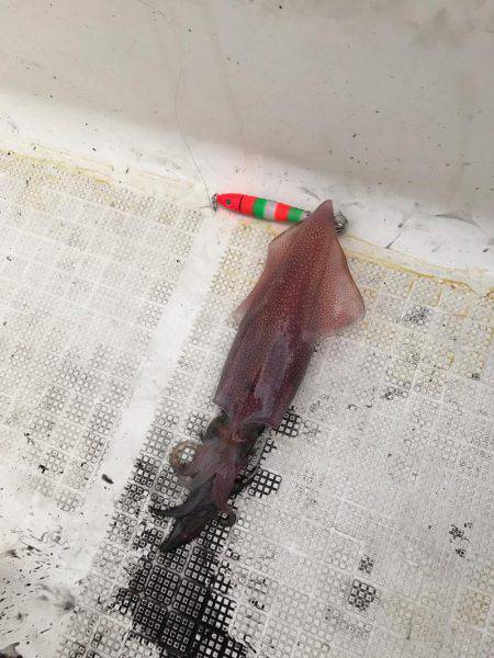 マイボートで昼間のイカメタルゲーム