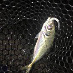 尺は捕獲ならず(´・ω・｀)