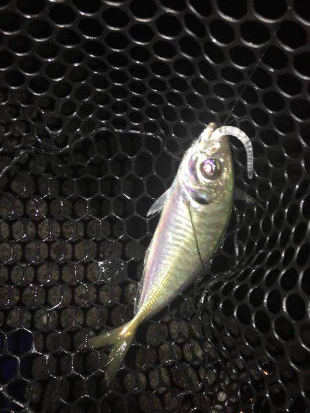 尺は捕獲ならず(´・ω・｀)