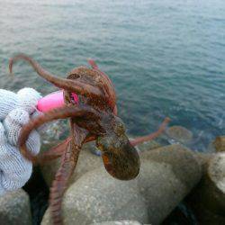 早朝！出勤前の投タコ釣り