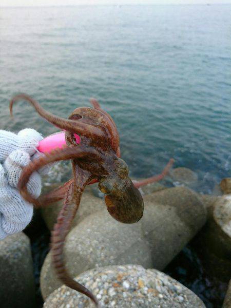 早朝！出勤前の投タコ釣り