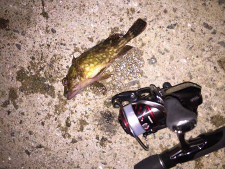 ノーザンフィッシュ