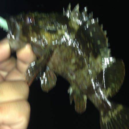 垂水漁港でガシリング