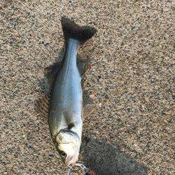 大野川五郎島の初シーバス