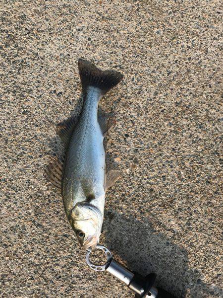 大野川五郎島の初シーバス
