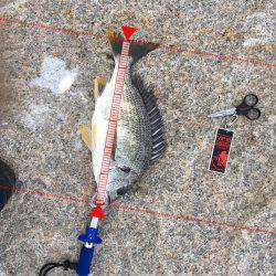 シーバスじゃない