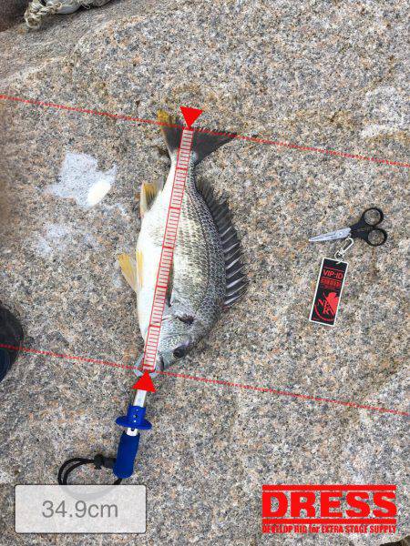 シーバスじゃない