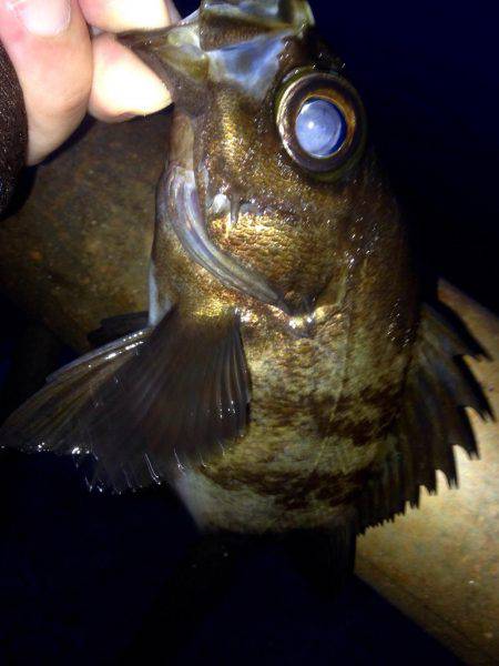 夕まずめアジング