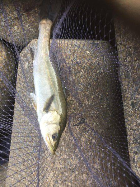 デイシーバス好調^_^